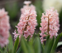 Hyacint 'Gipsy Queen' 5 stk. Kraftige, tætte blomsterspir i lys abrikos og lakserosa med en vidunderlig duft.