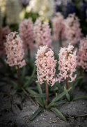 Hyacint 'Gipsy Queen' 5 stk. Kraftige, tætte blomsterspir i lys abrikos og lakserosa med en vidunderlig duft.