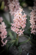 Hyacint 'Gipsy Queen' 5 stk. Kraftige, tætte blomsterspir i lys abrikos og lakserosa med en vidunderlig duft.