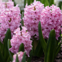 Hyacint 'Pink Surprise' 5 stk. Kraftige, tætte blomsterspir i klar pink med lysrosa kanter, som har en vidunderlig duft. 