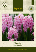 Hyacint 'Pink Surprise' 5 stk. Kraftige, tætte blomsterspir i klar pink med lysrosa kanter, som har en vidunderlig duft. 