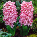 Hyacint 'Pink Surprise' 5 stk. Kraftige, tætte blomsterspir i klar pink med lysrosa kanter, som har en vidunderlig duft. 