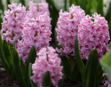 Hyacint 'Pink Surprise' 5 stk. Kraftige, tætte blomsterspir i klar pink med lysrosa kanter, som har en vidunderlig duft. 