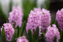 Hyacint 'Pink Surprise' 5 stk. Kraftige, tætte blomsterspir i klar pink med lysrosa kanter, som har en vidunderlig duft. 