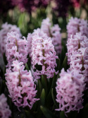 Hyacint 'Pink Surprise' 5 stk. Kraftige, tætte blomsterspir i klar pink med lysrosa kanter, som har en vidunderlig duft. 