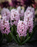 Hyacint 'Pink Surprise' 5 stk. Kraftige, tætte blomsterspir i klar pink med lysrosa kanter, som har en vidunderlig duft. 
