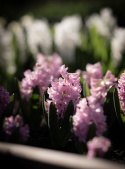 Hyacint 'Pink Surprise' 5 stk. Kraftige, tætte blomsterspir i klar pink med lysrosa kanter, som har en vidunderlig duft. 