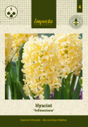 Hyacint ''Yellowstone'' 5 stk. Kraftige, tætte blomsterspir i lys smøgul med en vidunderlig duft.
