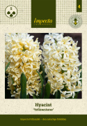 Hyacint ''Yellowstone'' 5 stk. Kraftige, tætte blomsterspir i lys smøgul med en vidunderlig duft.