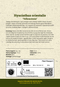 Hyacint ''Yellowstone'' 5 stk. Kraftige, tætte blomsterspir i lys smøgul med en vidunderlig duft.