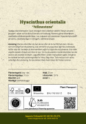 Hyacint ''Yellowstone'' 5 stk. Kraftige, tætte blomsterspir i lys smøgul med en vidunderlig duft.