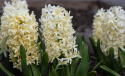 Hyacint ''Yellowstone'' 5 stk. Kraftige, tætte blomsterspir i lys smøgul med en vidunderlig duft.