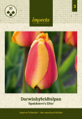 Darwin-hybridtulipan 'Apeldoorn's Elite' 10 stk
