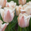 Darwinhybridtulipan 'Apricot Pride' 7 stk. En dejlig tulipan i bløde nuancer af abrikos og pink i udsøgt harmoni.