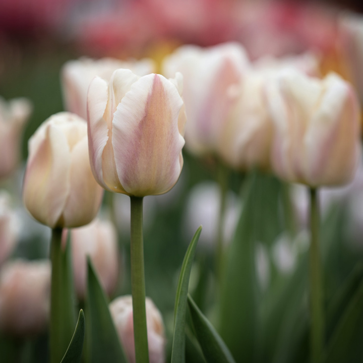 Darwinhybridtulipan 'Apricot Pride' 7 stk. En dejlig tulipan i bløde nuancer af abrikos og pink i udsøgt harmoni.
