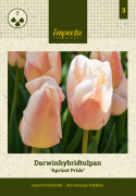 Darwinhybridtulipan 'Apricot Pride' 7 stk. En dejlig tulipan i bløde nuancer af abrikos og pink i udsøgt harmoni.