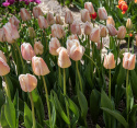 Darwinhybridtulipan 'Apricot Pride' 7 stk. En dejlig tulipan i bløde nuancer af abrikos og pink i udsøgt harmoni.