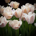 Darwinhybridtulipan 'Apricot Pride' 7 stk. En dejlig tulipan i bløde nuancer af abrikos og pink i udsøgt harmoni.
