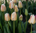 Darwinhybridtulipan 'Apricot Pride' 7 stk. En dejlig tulipan i bløde nuancer af abrikos og pink i udsøgt harmoni.