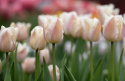 Darwinhybridtulipan 'Apricot Pride' 7 stk. En dejlig tulipan i bløde nuancer af abrikos og pink i udsøgt harmoni.