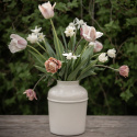 Darwinhybridtulipan 'Apricot Pride' 7 stk. En dejlig tulipan i bløde nuancer af abrikos og pink i udsøgt harmoni.