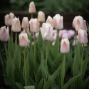 Darwinhybridtulipan 'Apricot Pride' 7 stk. En dejlig tulipan i bløde nuancer af abrikos og pink i udsøgt harmoni.