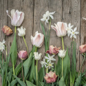 Darwinhybridtulipan 'Apricot Pride' 7 stk. En dejlig tulipan i bløde nuancer af abrikos og pink i udsøgt harmoni.