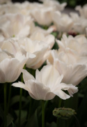 Darwinhybridtulipan 'Apricot Pride' 7 stk. En dejlig tulipan i bløde nuancer af abrikos og pink i udsøgt harmoni.