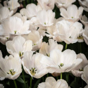 Darwinhybridtulipan 'Apricot Pride' 7 stk. En dejlig tulipan i bløde nuancer af abrikos og pink i udsøgt harmoni.