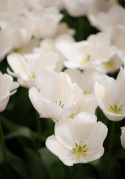 Darwinhybridtulipan 'Apricot Pride' 7 stk. En dejlig tulipan i bløde nuancer af abrikos og pink i udsøgt harmoni.