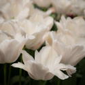 Darwinhybridtulipan 'Apricot Pride' 7 stk. En dejlig tulipan i bløde nuancer af abrikos og pink i udsøgt harmoni.