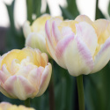Tulipan 'Creme Upstar' 7 stk.  Rigtig fin at kombinere med andre tulipaner i blomsterbedet, men også smukke i en krukke på altan og terrasse. 