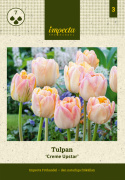 Tulipan 'Creme Upstar' 7 stk.  Rigtig fin at kombinere med andre tulipaner i blomsterbedet, men også smukke i en krukke på altan og terrasse. 