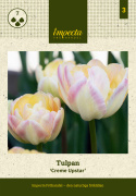 Tulipan 'Creme Upstar' 7 stk.  Rigtig fin at kombinere med andre tulipaner i blomsterbedet, men også smukke i en krukke på altan og terrasse. 