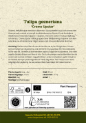 Tulipan 'Creme Upstar' 7 stk.  Rigtig fin at kombinere med andre tulipaner i blomsterbedet, men også smukke i en krukke på altan og terrasse. 