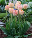 Tulipan 'Creme Upstar' 7 stk.  Rigtig fin at kombinere med andre tulipaner i blomsterbedet, men også smukke i en krukke på altan og terrasse. 