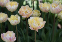 Tulipan 'Creme Upstar' 7 stk.  Rigtig fin at kombinere med andre tulipaner i blomsterbedet, men også smukke i en krukke på altan og terrasse. 