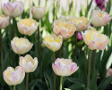 Tulipan 'Creme Upstar' 7 stk.  Rigtig fin at kombinere med andre tulipaner i blomsterbedet, men også smukke i en krukke på altan og terrasse. 