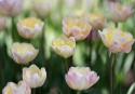 Tulipan 'Creme Upstar' 7 stk.  Rigtig fin at kombinere med andre tulipaner i blomsterbedet, men også smukke i en krukke på altan og terrasse. 