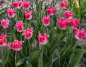 Havetulipan 'Crown of Dynasty' 5 stk. Passer perfekt ind i blomsterbedet men er også god i krukker på altan og terrasse.