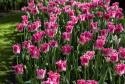 Havetulipan 'Crown of Dynasty' 5 stk. Passer perfekt ind i blomsterbedet men er også god i krukker på altan og terrasse.