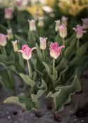 Havetulipan 'Crown of Dynasty' 5 stk. Passer perfekt ind i blomsterbedet men er også god i krukker på altan og terrasse.
