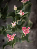 Havetulipan 'Crown of Dynasty' 5 stk. Passer perfekt ind i blomsterbedet men er også god i krukker på altan og terrasse.