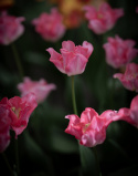 Havetulipan 'Crown of Dynasty' 5 stk. Passer perfekt ind i blomsterbedet men er også god i krukker på altan og terrasse.