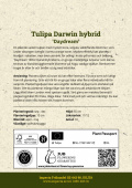Darwin-hybridtulipan 'Daydream' 10 stk