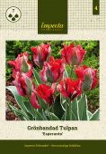 Grønbåndet tulipan 'Esperanto' 7 stk. 