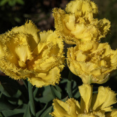 Frynset tulipan 'Exotic Sun' 5 stk. 