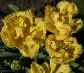 Frynset tulipan 'Exotic Sun' 5 stk. 