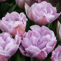 Tulipan 'Katinka'7 stk En dejlig, fyldt tulipan med store blomster i kølige toner af syren og gammelrosa. 