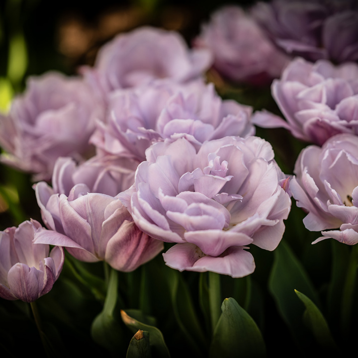 Tulipan 'Katinka'7 stk En dejlig, fyldt tulipan med store blomster i kølige toner af syren og gammelrosa. 